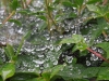 蜘蛛の巣の雨粒