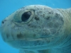 美ら海水族館より