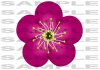 Flower_of_Plum_pink_png