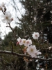 宝登山　冬桜