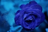 幻想的な薔薇の花、美しき写真画像