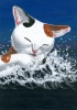 ユーザー トラ猫ちゃっぴー の写真