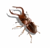 クワガタ虫イラスト
